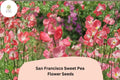 San Francisco Semi-Dwarf Sweet Pea Seeds | Soft Pink Climbing Flowers for Garden, Containers & Borders | Lathyrus odoratus