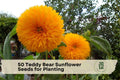 50 Teddy Bear Sunflower Seeds for Planting – Compact, Double Golden Blooms, Heirloom Non-GMO Helianthus annuus