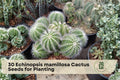 Echinopsis mamillosa Cactus Seeds – Ornamental Columnar Succulent for Planting, 30 Seeds