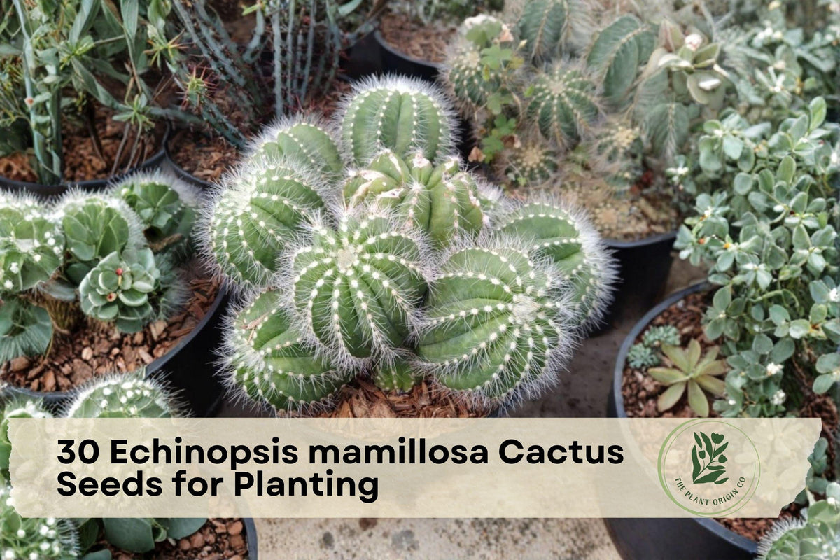 Echinopsis mamillosa Cactus Seeds – Ornamental Columnar Succulent for Planting, 30 Seeds