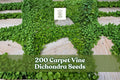 Carpet Vine Seeds - 200 Pack Dichondra Ground Cover for Gardens, Borders, Low-Growing Spreading Plant, Dichondra spp.