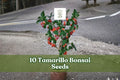 10 Tamarillo Bonsai Seeds for Planting Cyphomandra betacea Ornamental Tree Shrub Garden