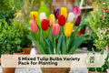Mixed Tulip Bulbs Variety Pack – 5 Pre-Chilled Flowering Bulbs for Garden & Indoor Planting, Spring Blooming Tulipa