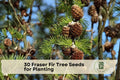 30 Fraser Fir Tree Seeds for Planting | Evergreen Conifer Abies fraseri | Dense Needles, Landscaping & Reforestation