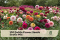 100 Dahlia Flower Seeds - Exotic Mix, Colorful Garden Blooms, Dahlia pinnata, Annual Flower Seeds for Garden Beds & Cut Flowers