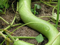 Cucuzzi Edible Gourd Seeds – Italian Heirloom Long Light Green Vegetable for Cooking – Lagenaria siceraria