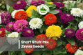 100+ Short Stuff Mix Zinnia Seeds - Dwarf Zinnia elegans for Borders, Containers, and Pollinator Gardens