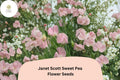 50+ Janet Scott Sweet Pea Seeds | Fragrant Pink Climbing Annual Flower for Garden Trellis, Fence, Cottage Garden