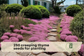 250 Creeping Thyme Seeds - Magic Carpet Thymus serpyllum Ground Cover for Pathways, Borders, Rock Gardens