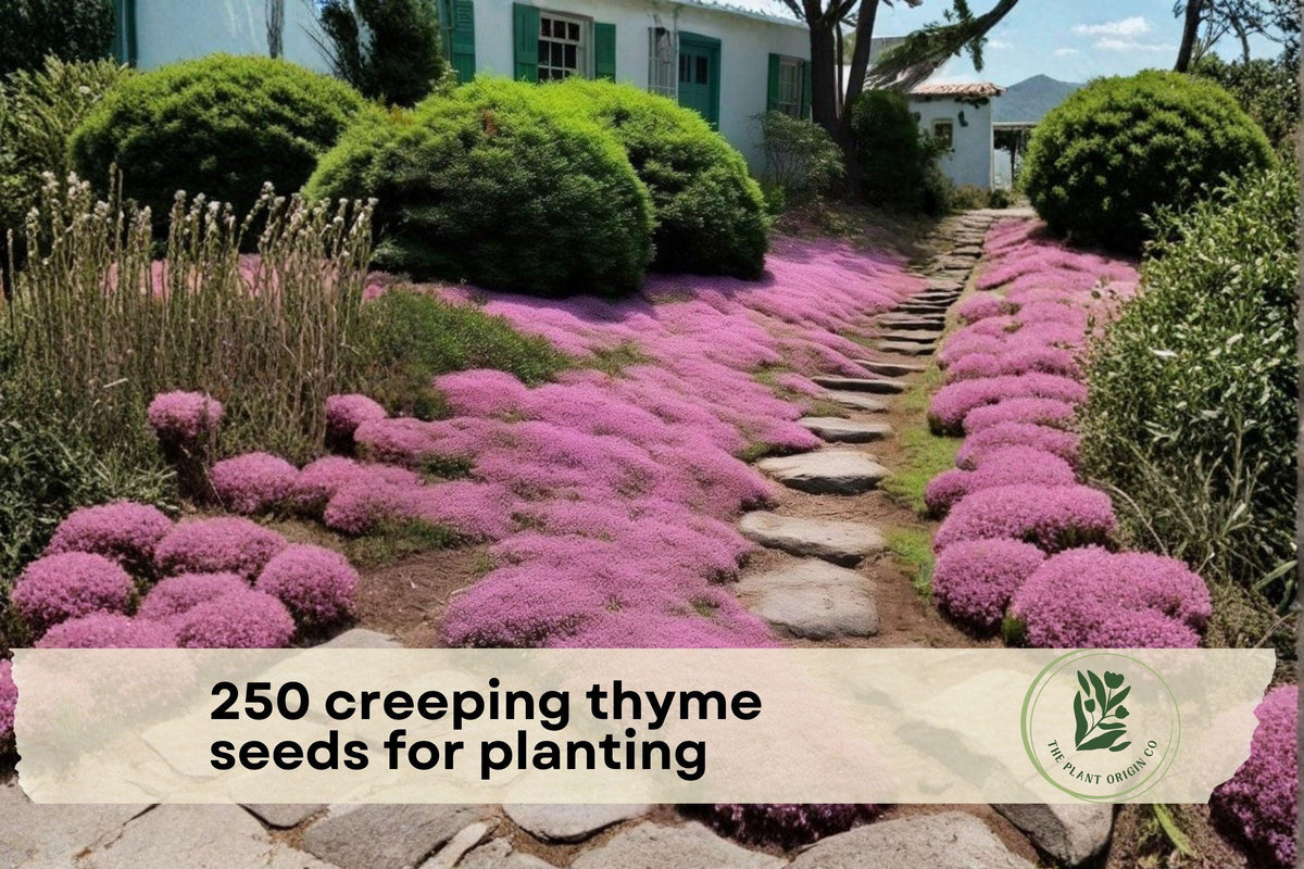 250 Creeping Thyme Seeds - Magic Carpet Thymus serpyllum Ground Cover for Pathways, Borders, Rock Gardens