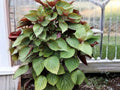 Perilla Shiso Jeok Ssam Ip Seeds – Korean Red Herb, Non-GMO, Culinary & Medicinal, 500 Seeds
