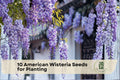 American Wisteria Seeds for Planting - Wisteria frutescens, Native Climbing Flowering Vine, Purple Blooms