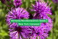 Vernonia Noveboracensis Seeds | New York Ironweed Perennial Wildflower | Purple Blooms for Pollinator Gardens