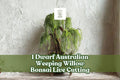 Dwarf Australian Weeping Willow Bonsai Live Cutting - Salix sp. Bare Root Ornamental Tree for Outdoor Planting
