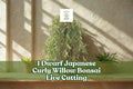 Dwarf Japanese Curly Willow Bonsai Live Cutting - Salix sp. - Naturally Twisted Branches for Outdoor or Container Planting