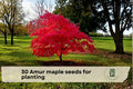 Amur Maple Tree Seeds for Planting, Ornamental Deciduous Tree, Acer tataricum subsp. ginnala, Landscape and Bonsai
