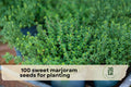 100 Sweet Marjoram Seeds for Planting - Aromatic Perennial Herb (Origanum majorana) for Herb Gardens & Containers