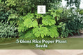 Giant Rice Paper Plant Seeds - 5 Seeds for Planting - Ornamental Foliage - Tetrapanax papyrifer - Tropical Green Leaves