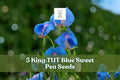 King TUT Blue Sweet Pea Seeds, Lathyrus sativus ‘azureus’, Climbing Flowering Vine with Blue and Pink Blooms
