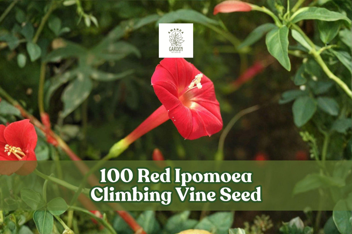 Red Ipomoea Climbing Vine Seeds, Ornamental Flowering Vine, Vivid Red Blooms, Ipomoea spp., Garden Trellis and Fence Planting