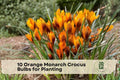 Orange Monarch Crocus Bulbs – Spring-Flowering Crocus chrysanthus ‘Orange Monarch’ for Borders, Lawns & Containers