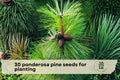 30 Ponderosa Pine Tree Seeds | Evergreen Conifer, Western Yellow Pine, Pinus ponderosa for Landscaping & Reforestation