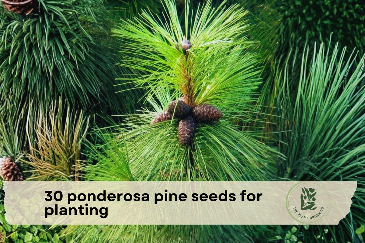 30 Ponderosa Pine Tree Seeds | Evergreen Conifer, Western Yellow Pine, Pinus ponderosa for Landscaping & Reforestation