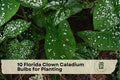 10 Florida Clown Caladium Bulbs for Planting, Tropical Foliage, Shade Garden, Container Planting, Caladiums Tubers