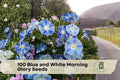 Blue and White Morning Glory Seeds - Fast-Growing Climbing Vine for Trellises & Fences, Ipomoea tricolor