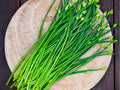 Garlic Chives Seeds – Heirloom Non-GMO Perennial Herb with Edible Flowers – Allium tuberosum