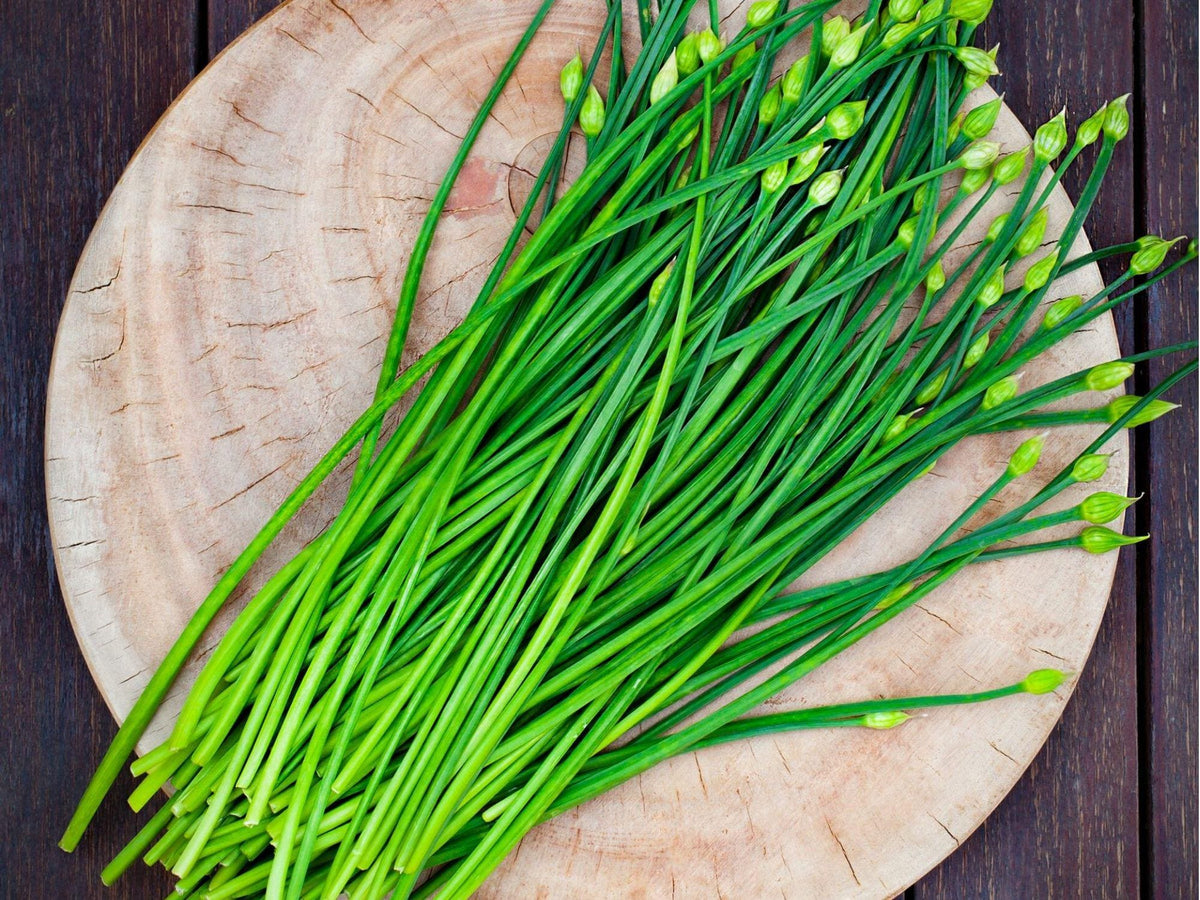 Garlic Chives Seeds – Heirloom Non-GMO Perennial Herb with Edible Flowers – Allium tuberosum