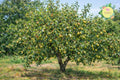 Ayers Pear Tree - Grafted Bare-Root Fruit Tree for Juicy Pears - Pyrus communis 'Ayers'