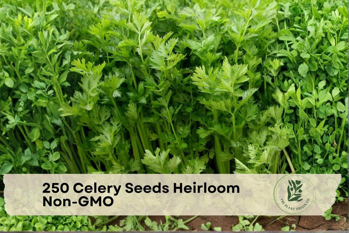 Heirloom Celery Seeds 250 Non-GMO for Home Gardens, Raised Beds, Apium graveolens, Cool-Season Vegetable Seeds