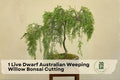 Live Dwarf Australian Weeping Willow Bonsai Cutting | Cascading Growth | Salix spp.