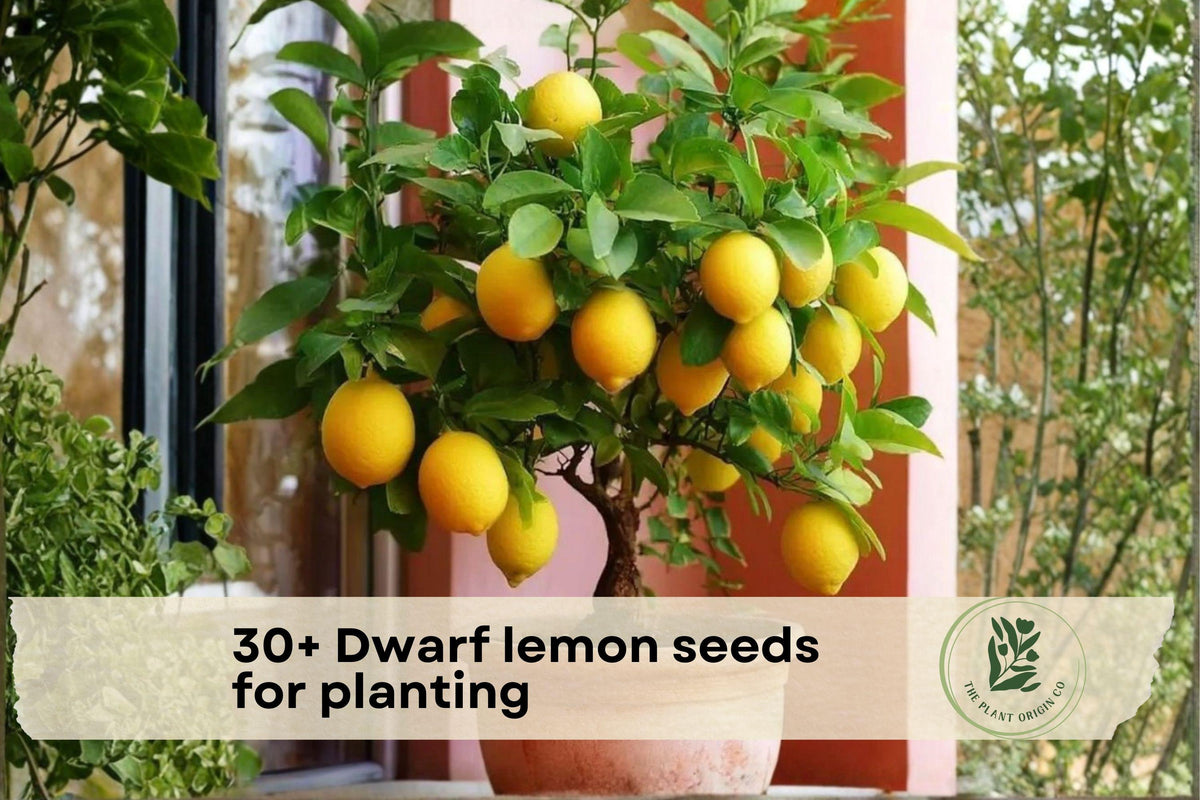 Dwarf Lemon Tree Seeds for Planting | Citrus limon Bonsai & Container Growth | 30+ Seeds