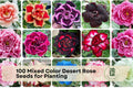 Mixed Color Desert Rose Seeds for Planting - Adenium obesum Succulent, Ornamental Flowering Plant, Container & Bonsai Growth