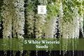 White Wisteria Seeds – Flowering Climbing Vine for Garden, Wisteria sinensis ‘Alba’, Cascading White Blooms, Outdoor Planting