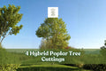 Hybrid Poplar Tree Cuttings - 4 Live Cuttings for Privacy & Shade Planting - Populus Hybrid - Deciduous Landscape Trees