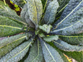 Lacinato Kale Seeds – 500 Non-GMO Heirloom Black Tuscan Dinosaur Kale Brassica oleracea
