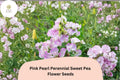 Pink Pearl Perennial Sweet Pea Seeds | Climbing Flower Vine | Pink Lathyrus latifolius | Garden Trellis & Fence Plant