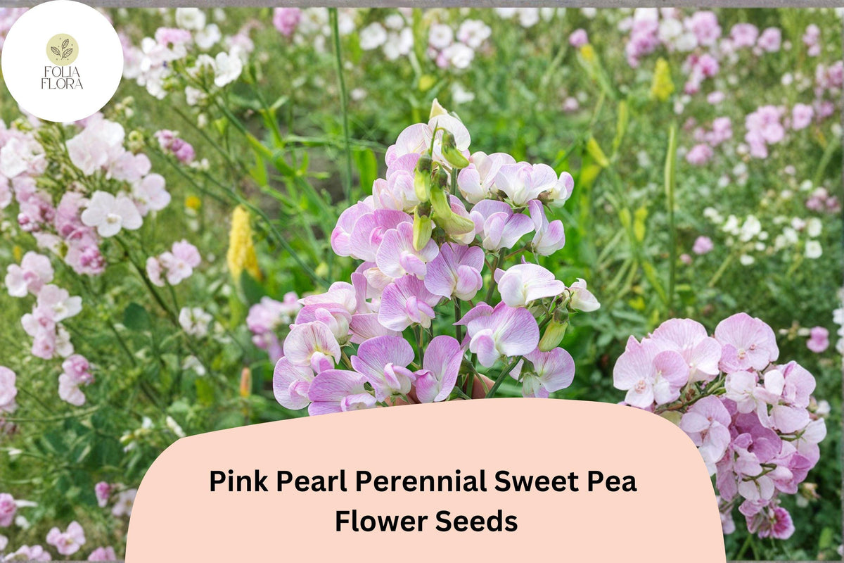 Pink Pearl Perennial Sweet Pea Seeds | Climbing Flower Vine | Pink Lathyrus latifolius | Garden Trellis & Fence Plant