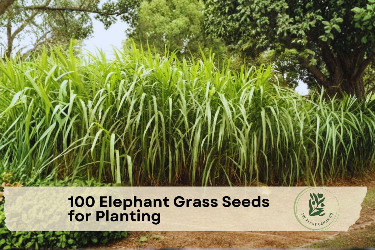 Elephant Grass Seeds – Tall Ornamental Cenchrus purpureus for Landscaping and Screening – 100 Seeds from USA