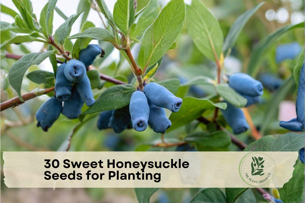 30 Sweet Honeysuckle Seeds for Planting - Cold-Hardy Berry Shrub Lonicera caerulea, Honeyberry, Haskap