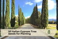 Italian Cypress Tree Seeds – 50 Pack, Evergreen, Tall Narrow Columnar, Cupressus sempervirens for Landscaping & Garden Borders
