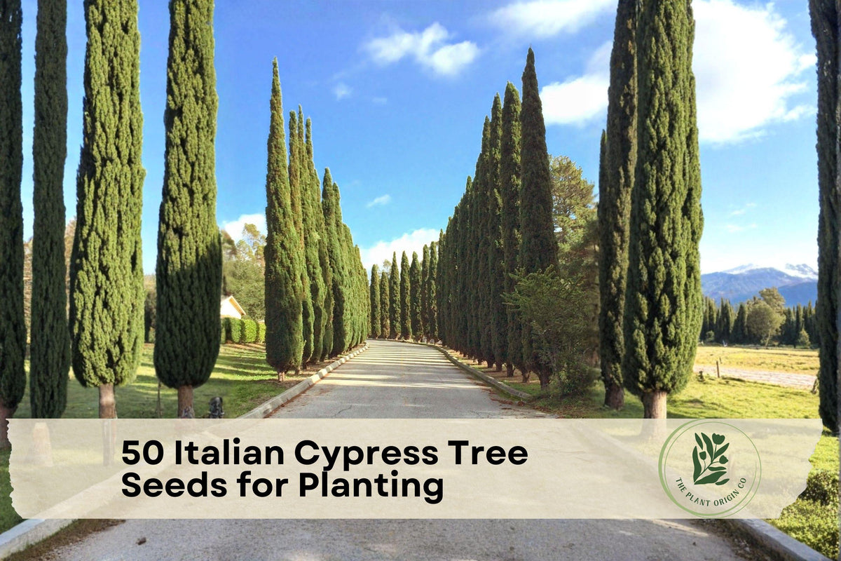 Italian Cypress Tree Seeds – 50 Pack, Evergreen, Tall Narrow Columnar, Cupressus sempervirens for Landscaping & Garden Borders