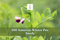Austrian Winter Pea Seeds – Cover Crop Legume, Pisum sativum subsp. arvense, Cool-Season, 100 Seeds for Garden Planting
