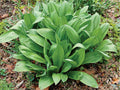 Wild Leek Seeds – Allium tricoccum Native Heirloom Edible Shade-Loving Perennial Garden Plant