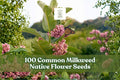 100 Common Milkweed Seeds - Native Perennial Wildflower for Gardens, Meadows, Asclepias syriaca