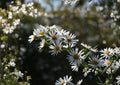 Symphyotrichum puniceum Swamp Aster Seeds – Native Wetland Perennial with Purple Flowers, Pollinator-Friendly Wildflower for Rain Gardens