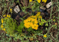 Oligoneuron rigidum Stiff Goldenrod Seeds, Native Prairie Perennial Wildflower, Bright Yellow Pollinator Plant, Drought-Tolerant Flowering Plant